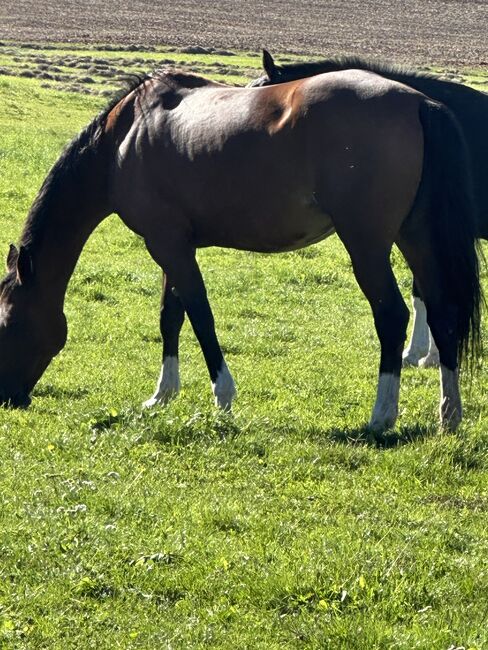 Wunderschöne Traberstute, Christiane , Horses For Sale, Arnstadt, Image 2