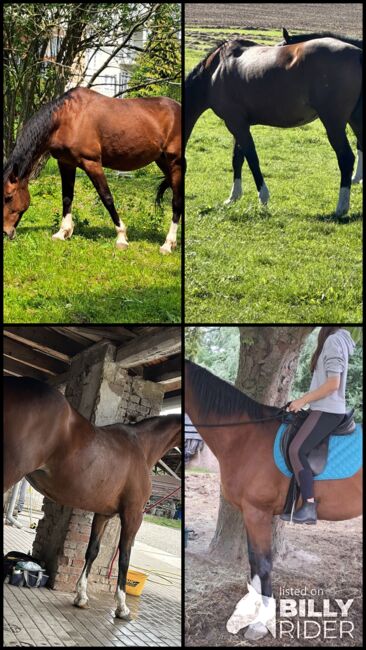 Wunderschöne Traberstute, Christiane , Horses For Sale, Pla De Sant Jordi, Image 5