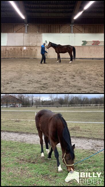 schöner traberwallach, bettina, Horses For Sale, Gänserndorf, Image 3