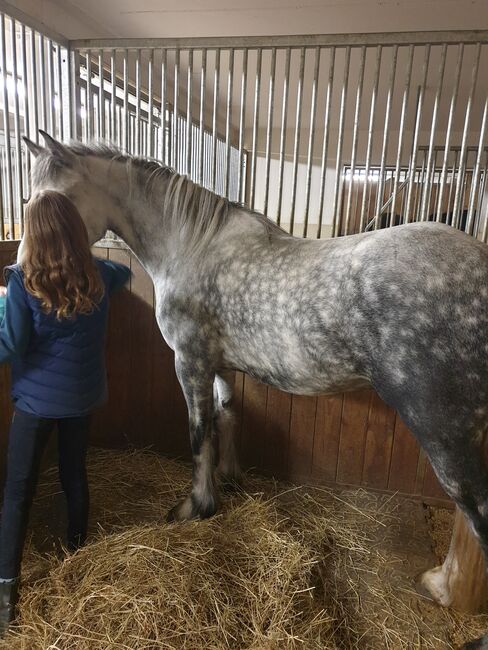 Splendido Fell pony, Marcela , Horses For Sale, Vipiteno , Image 6