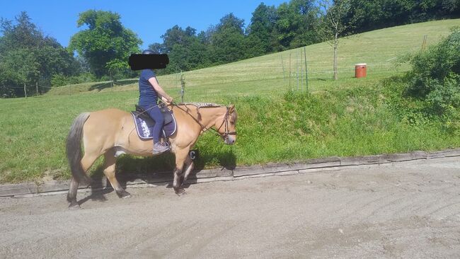 Schöner Fjord-Wallach, Andrea, Horses For Sale, Langenstein, Image 2