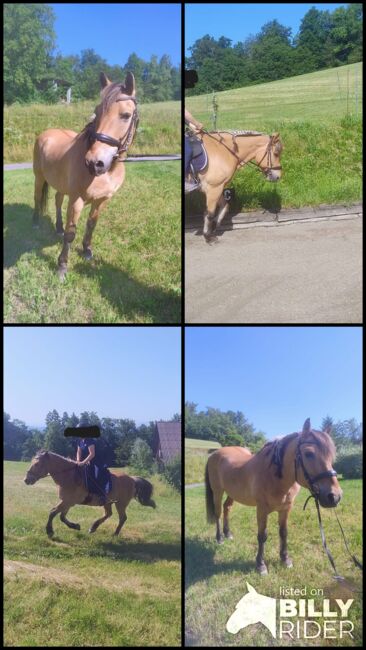 Schöner Fjord-Wallach, Andrea, Horses For Sale, Langenstein, Image 12