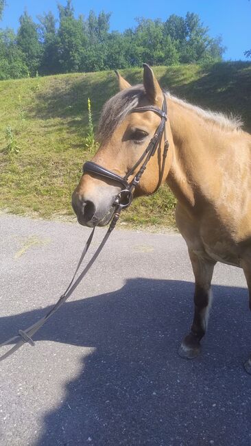 Schöner Fjord-Wallach, Andrea, Horses For Sale, Langenstein, Image 11