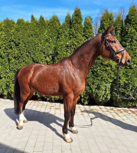 Wunderschöner Talentierte Spanier Wallach, Privat, Horses For Sale, Warmensteinach, Image 2
