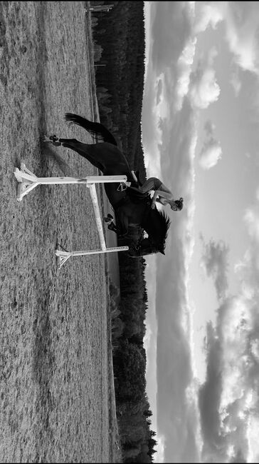 Wunderschöner Talentierte Spanier Wallach, Privat, Horses For Sale, Warmensteinach, Image 3