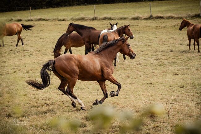 Wunderschöner Talentierte Spanier Wallach, Privat, Horses For Sale, Warmensteinach, Image 5