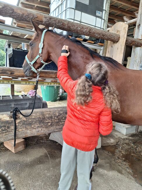 Wunderschöner Talentierte Spanier Wallach, Privat, Horses For Sale, Warmensteinach, Image 6