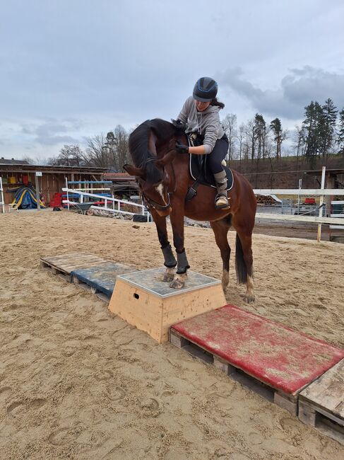 Wunderschöner Talentierte Spanier Wallach, Privat, Horses For Sale, Warmensteinach, Image 8