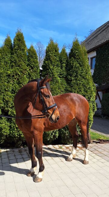 Wunderschöner Talentierte Spanier Wallach, Privat, Horses For Sale, Warmensteinach, Image 9