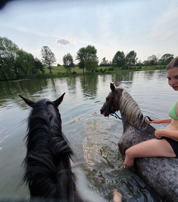 Wunderschöner braver Rappe, Ela, Horses For Sale, Meiningen, Image 6