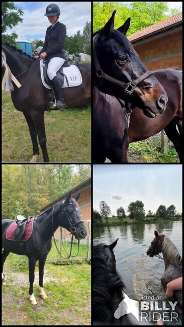 Wunderschöner braver Rappe, Ela, Horses For Sale, Meiningen, Image 7