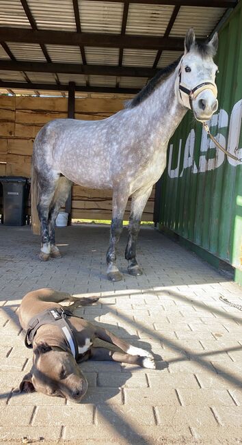 Schöne Apfelschimmel Stute, Alice Kirsch, Horses For Sale, Staßfurt , Image 8