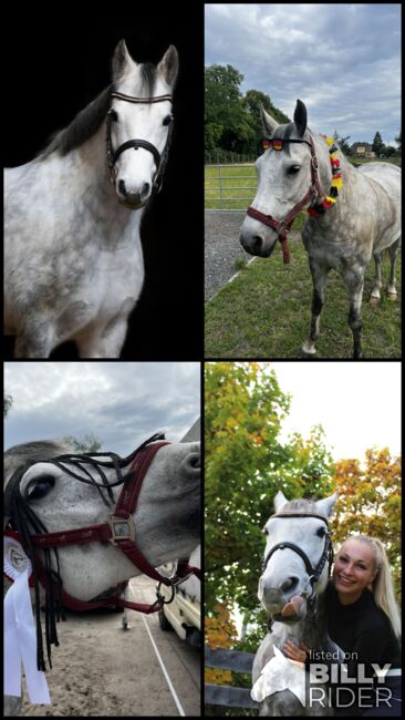 Schöne Apfelschimmel Stute, Alice Kirsch, Horses For Sale, Staßfurt , Image 12