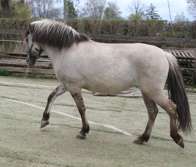 Wunderschöne Grulla Stute, Tina, Horses For Sale, Calden, Image 5