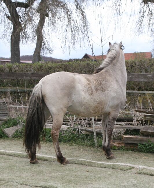 Wunderschöne Grulla Stute, Tina, Horses For Sale, Calden, Image 2