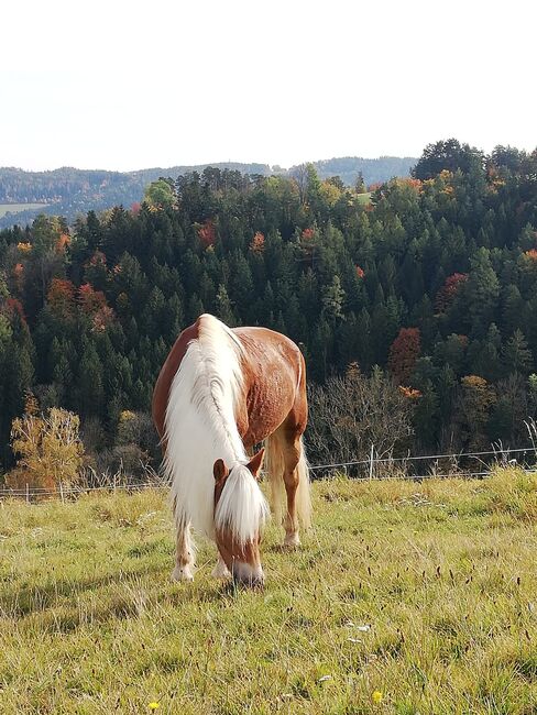 Wunderschöne Haflingerstute zu verkaufen, Marie-Rose Wagner, Horses For Sale, Kirchschlag in der Buckligen Welt