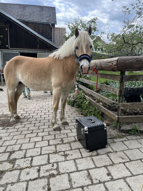 Hübsche Haflingerstute zu Verkaufen!, Lena Zitzenbacher , Horses For Sale, Mölbling, Image 3