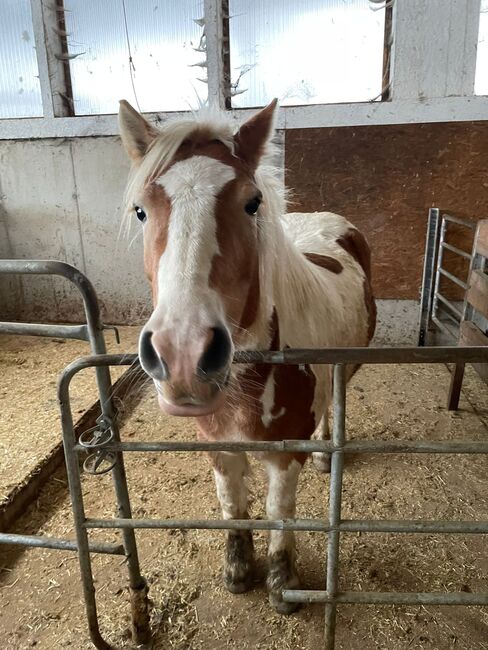 Schöne Haflinger Tinkerstute, Stefan Haas, Horses For Sale, Mitterberg, Image 2