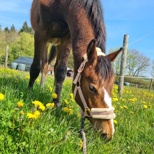 Wunderschönen Hannoveraner Stute Vielseitigkeit/ Springen, Franziska, Horses For Sale, Ahrensbök , Image 3