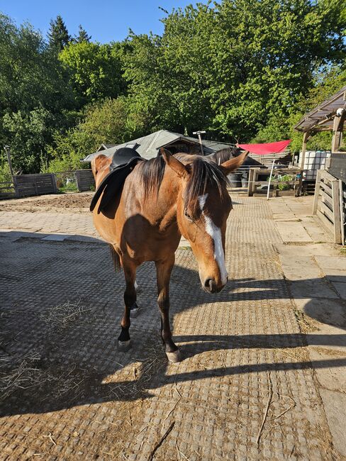 Wunderschönen Hannoveraner Stute Vielseitigkeit/ Springen, Franziska, Horses For Sale, Ahrensbök , Image 6