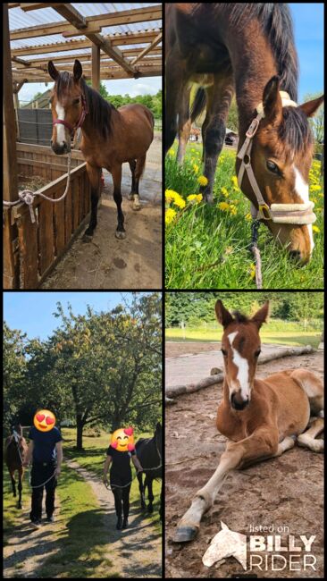 Wunderschönen Hannoveraner Stute Vielseitigkeit/ Springen, Franziska, Horses For Sale, Ahrensbök , Image 8