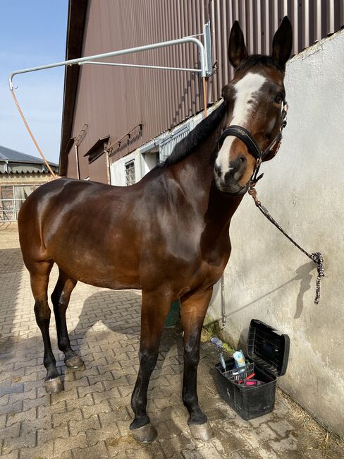 Wunderschöne Hannoveraner Stute, Laura, Horses For Sale, Freiburg , Image 2