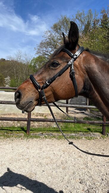 Hübsche Hannoveraner Stute, Sam, Horses For Sale, Krombach , Image 3