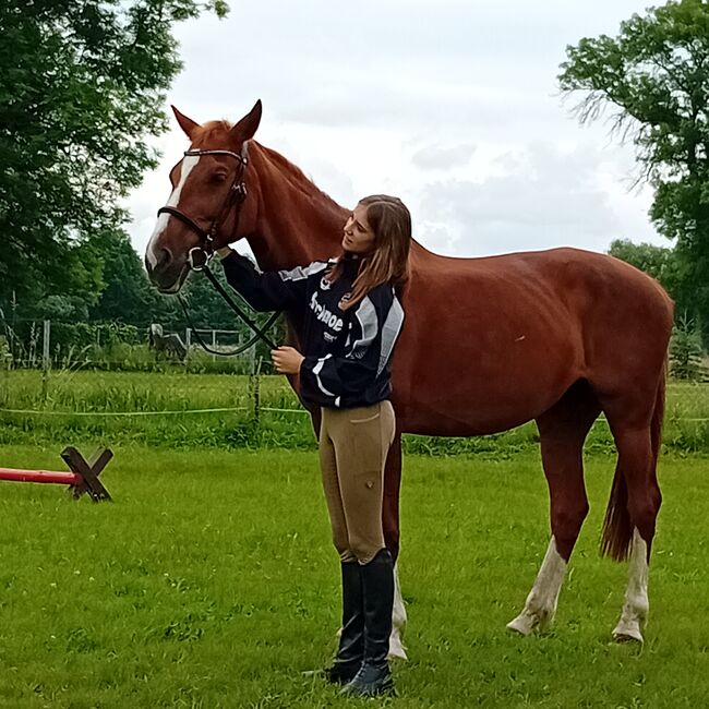 Schön Hannoveraner Stute, Dani, Horses For Sale, Tauche , Image 2