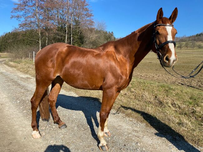 Wunderschöne Hannoveraner Stute mit guter Abstammung, Kerstin Rehbehn (Pferdemarketing Ost), Horses For Sale, Nienburg, Image 5