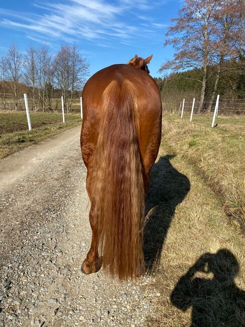 Wunderschöne Hannoveraner Stute mit guter Abstammung, Kerstin Rehbehn (Pferdemarketing Ost), Horses For Sale, Nienburg, Image 8