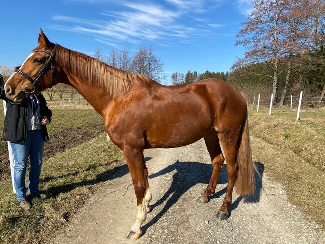 Wunderschöne Hannoveraner Stute mit guter Abstammung, Kerstin Rehbehn (Pferdemarketing Ost), Horses For Sale, Nienburg