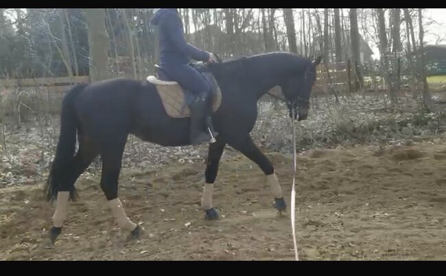 Wunderschöne Hannoveraner-Stute mit Top-Papieren, Sandra, Horses For Sale, Neuenkirchen , Image 5