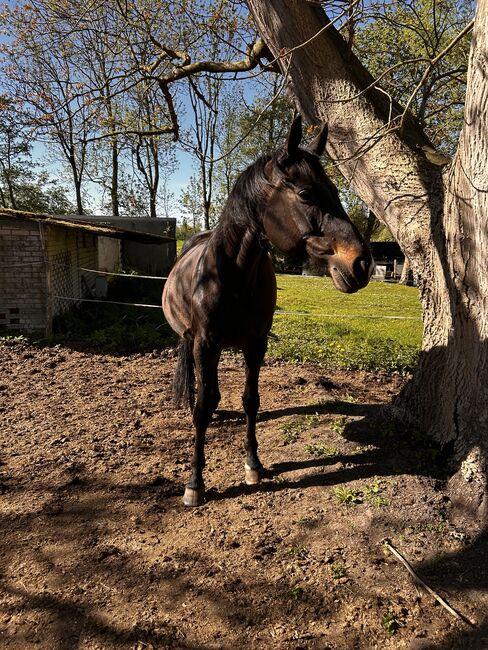 Wunderschöne Hannoveraner-Stute mit Top-Papieren, Sandra, Horses For Sale, Neuenkirchen 