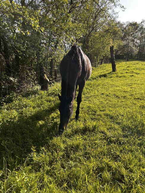 Wunderschöne Hannoveraner-Stute mit Top-Papieren, Sandra, Horses For Sale, Neuenkirchen , Image 2