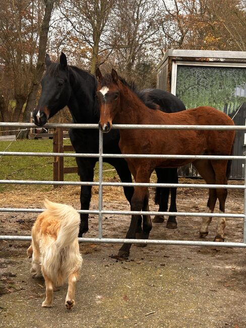 Wunderschöne Hannoveraner-Stute mit Top-Papieren, Sandra, Horses For Sale, Neuenkirchen , Image 3