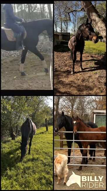 Wunderschöne Hannoveraner-Stute mit Top-Papieren, Sandra, Horses For Sale, Neuenkirchen , Image 7