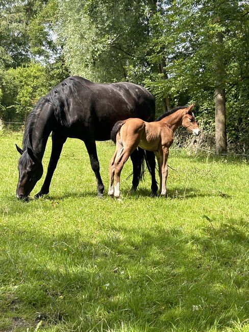 Wunderschöne Hannoveraner-Stute mit Top-Papieren, Sandra, Horses For Sale, Neuenkirchen , Image 6