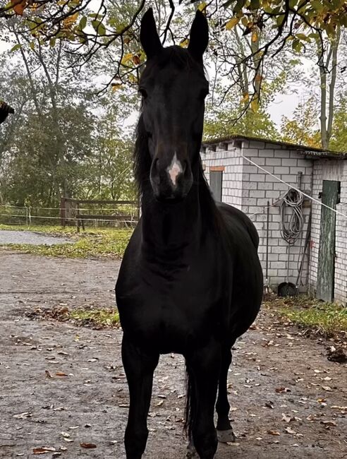 Wunderschöne Hannoveraner-Stute mit Top-Papieren, Sandra, Horses For Sale, Neuenkirchen , Image 4