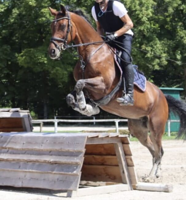Wunderschöne Holsteiner Stute, Thomas, Horses For Sale, Perwang, Image 4