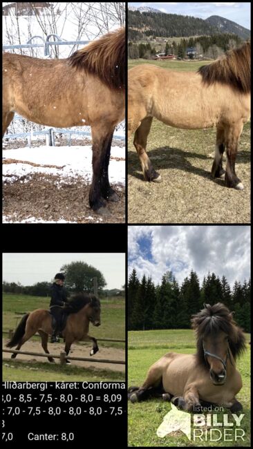 Schöne Islandstute in Sonderlackierung, Kati , Horses For Sale, Ramsau am Dachstein , Image 9