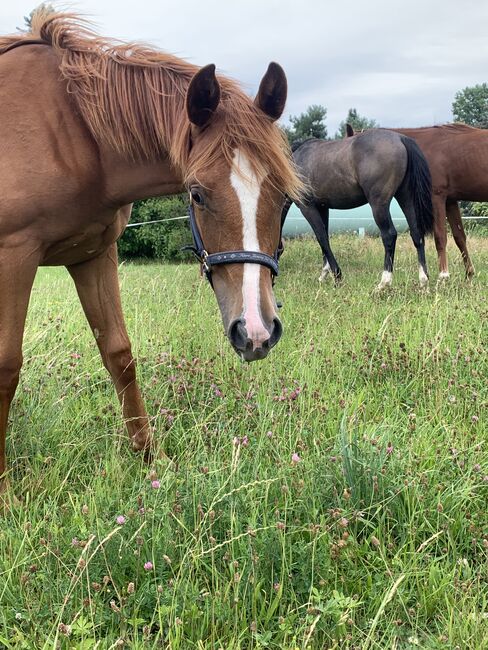 Bildhübsche Jährlingsstute von Commebalou x Sterdinger. Offerte für Sport und Zucht, Laura van Rems, Horses For Sale, Görlitz