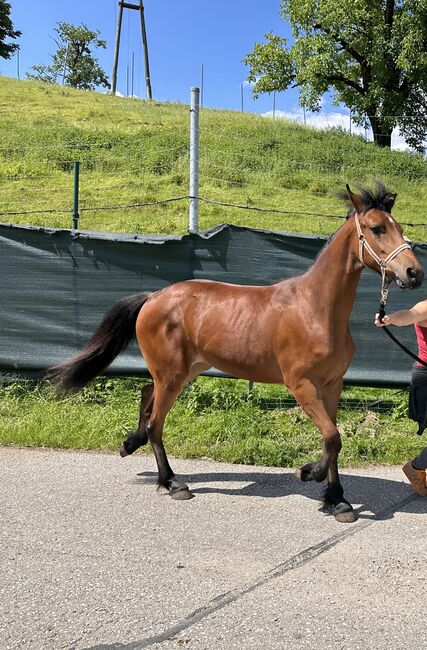 Schöne junge Stute zu verkaufen, Friedhelm Hanusch , Horses For Sale, Feldkirchen, Image 2