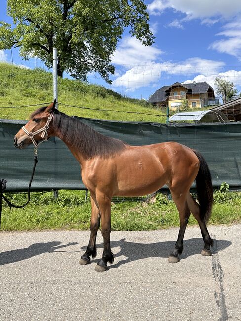 Schöne junge Stute zu verkaufen, Friedhelm Hanusch , Horses For Sale, Feldkirchen, Image 3