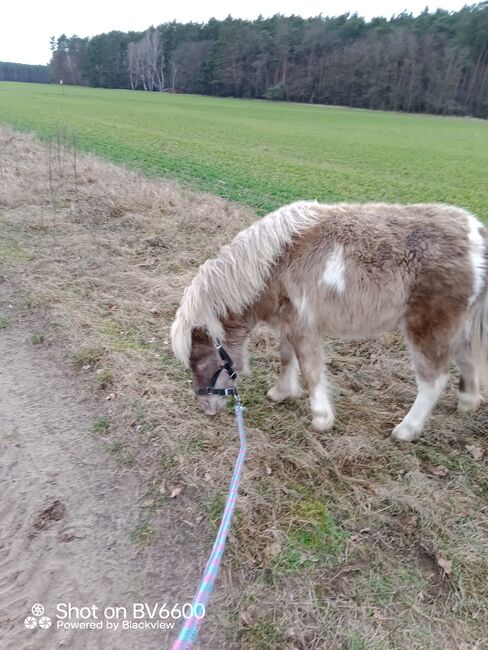 Wunderschönes Kinderpony Stute, R.J., Horses For Sale, Friedland, Image 2