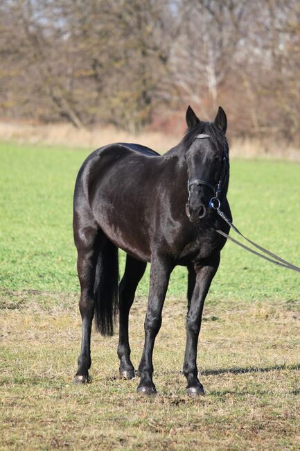 Traumhafte kleine Rappstute, E.Z., Horses For Sale, Nagyszenas , Image 6