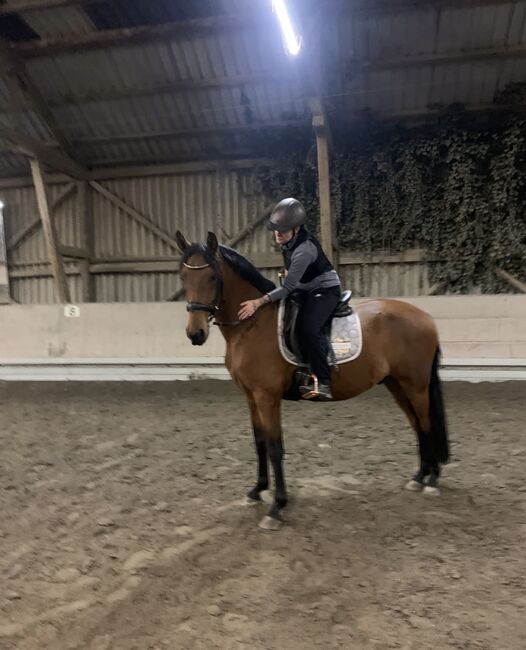 Wunderschöner Lusitano Cruzado Wallach, Shirin Sahin, Horses For Sale, Altenstadt , Image 12