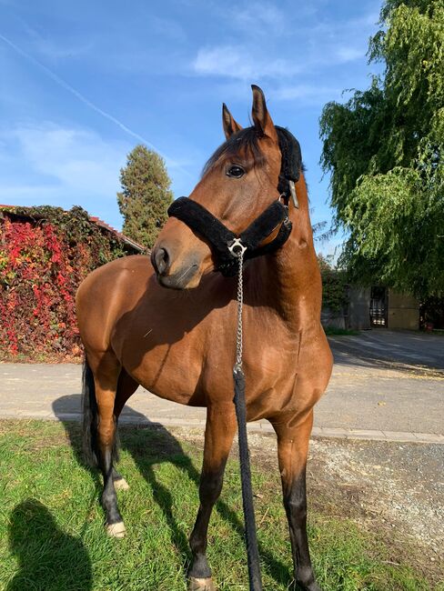 Wunderschöner Lusitano Cruzado Wallach, Shirin Sahin, Horses For Sale, Altenstadt , Image 3