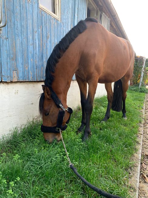 Wunderschöner Lusitano Cruzado Wallach, Shirin Sahin, Horses For Sale, Altenstadt , Image 10