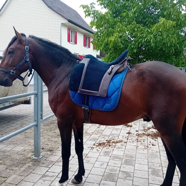 Schöne lusitano, Alexandre Mendes , Horses For Sale, Braunau , Image 3