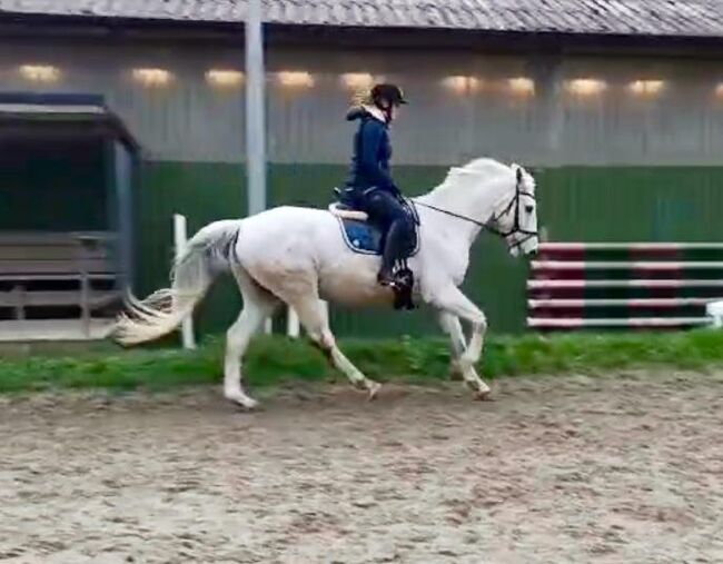 Wunderschöner Mecklenburger Warmblut Wallach, Nadine Mand, Horses For Sale, Lunden, Image 7